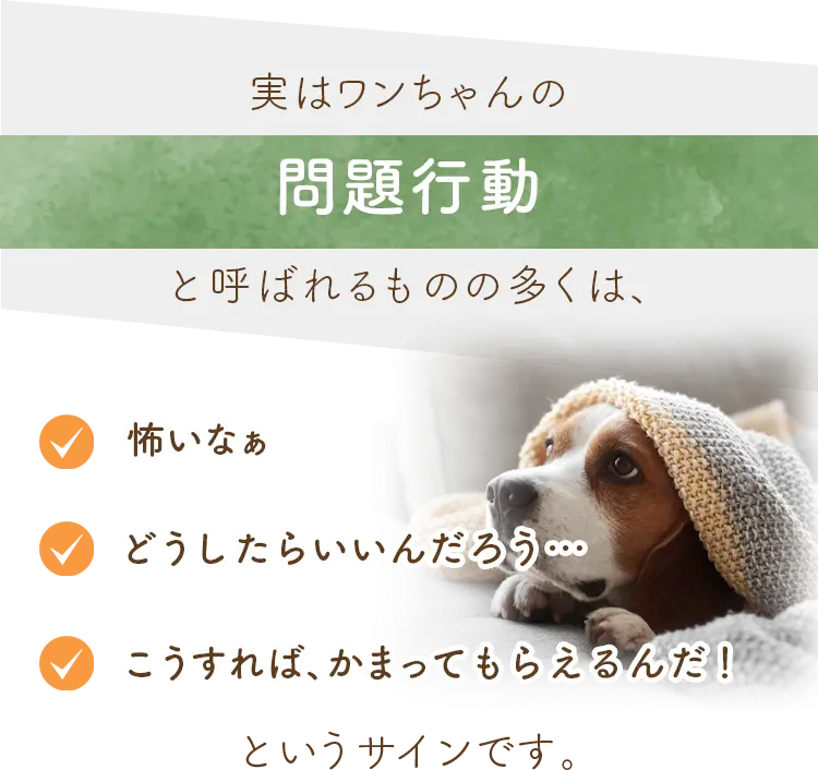 実はワンちゃんの「問題行動」と呼ばれるものの多くは、怖いなぁどうしたらいいんだろう…こうすれば、かまってもらえるんだ！というサインです。