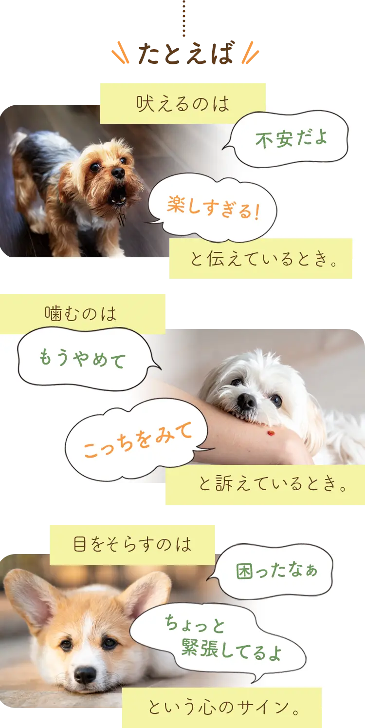 吠えるのは「不安だよ」「楽しすぎる！」と伝えているとき。噛むのは「もうやめて」「こっちをみて」と訴えているとき。目をそらすのは「ちょっと緊張してるよ」「困ったなぁ」という心のサイン。